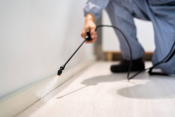 Licensed Wasp Removal service in Bremen, OH - Show Me Pest Control